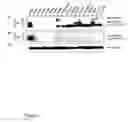 Fig. 06 - Orphanin FQ receptor polypeptides