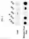 Fig. 02 - Flavonol expressing domesticated tomato and method of production