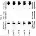 Fig. 03 - Flavonol expressing domesticated tomato and method of production