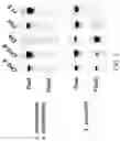 Fig. 04 - Flavonol expressing domesticated tomato and method of production