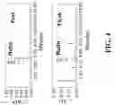 Fig. 05 - Flavonol expressing domesticated tomato and method of production