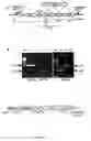 Fig. 02 - Genetic engineering of drought tolerance via a plastid genome