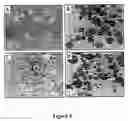 Fig. 07 - Genetic engineering of drought tolerance via a plastid genome