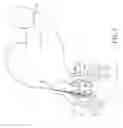 Fig. 06 - Method for plant gene transfering by electrical shock and ovary injection