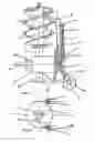 Fig. 10 - Method of cleaning hole diggers and spot cultivators and hole digger cleaning device