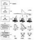 Fig. 01 - LC/MS method of analyzing high molecular weight proteins