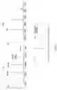 Fig. 07 - LC/MS method of analyzing high molecular weight proteins