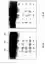 Fig. 12 - Rare earth-oxides, rare earth-nitrides, rare earth-phosphides and ternary alloys with silicon