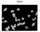 Fig. 06 - Method for supporting cell image analysis
