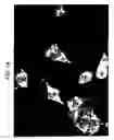 Fig. 15 - Method for supporting cell image analysis