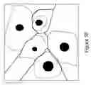 Fig. 11 - Image region partitioning using pre-labeled regions