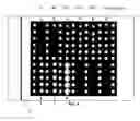 Fig. 04 - Kit for assay development and serial analysis