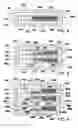 Fig. 03 - Process for producing hydrogen peroxide using microchannel technology