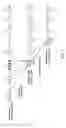 Fig. 02 - Chimeric antibody with specificity to human B cell surface antigen