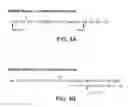 Fig. 05 - Chimeric antibody with specificity to human B cell surface antigen