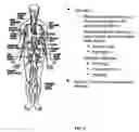 Fig. 09 - Intra-dermal delivery of biologically active agents