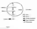 Fig. 03 - Use of high oleic high stearic oils