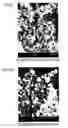 Fig. 08 - Biodegradable targetable microparticle delivery system