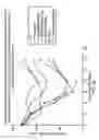 Fig. 31 - Biodegradable targetable microparticle delivery system