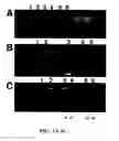Fig. 02 - Methods and compositions related to 1-caldesmon