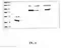 Fig. 16 - Methods and compositions related to 1-caldesmon