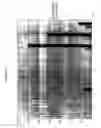 Fig. 07 - Induction of β cell differentiation in human cells by stimulation of the GLP-1 receptor