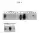 Fig. 02 - Novel protein and DNA thereof