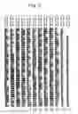 Fig. 09 - Novel protein and DNA thereof