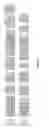Fig. 03 - Chimeric and humanized antibodies to α5β1 integrin that modulate angiogenesis