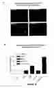 Fig. 17 - Chimeric and humanized antibodies to α5β1 integrin that modulate angiogenesis