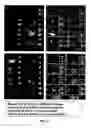 Fig. 28 - Chimeric and humanized antibodies to α5β1 integrin that modulate angiogenesis