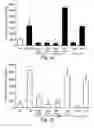 Fig. 04 - Methods and pharmaceutical compositions for dopaminergic modulation of t-cell adhesion and activity