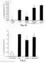 Fig. 07 - Methods and pharmaceutical compositions for dopaminergic modulation of t-cell adhesion and activity