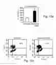 Fig. 12 - Methods and pharmaceutical compositions for dopaminergic modulation of t-cell adhesion and activity
