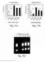 Fig. 18 - Methods and pharmaceutical compositions for dopaminergic modulation of t-cell adhesion and activity