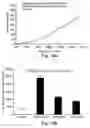 Fig. 20 - Methods and pharmaceutical compositions for dopaminergic modulation of t-cell adhesion and activity