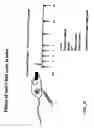 Fig. 23 - Combination therapy for B cell disorders