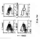 Fig. 33 - Combination therapy for B cell disorders