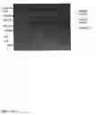 Fig. 17 - Purification and preferential synthesis of binding molecules