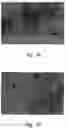 Fig. 13 - Compounds and methods for modulating adhesion molecule function