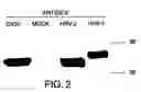 Fig. 04 - Immunological herpes simplex virus antigens and methods for use thereof