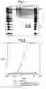 Fig. 02 - Modified chimeric polypeptides with improved pharmacokinetic properties