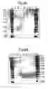 Fig. 06 - Modified chimeric polypeptides with improved pharmacokinetic properties