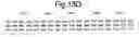 Fig. 19 - Modified chimeric polypeptides with improved pharmacokinetic properties