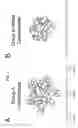 Fig. 02 - Group A streptococcal polysaccharide immunogenic compositions and methods