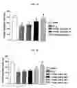 Fig. 04 - Composition for preventing or treating dementia comprising a hydroxycinnamic acid derivative or an extract of a plant of genus Angelicae containing same