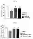 Fig. 06 - Composition for preventing or treating dementia comprising a hydroxycinnamic acid derivative or an extract of a plant of genus Angelicae containing same