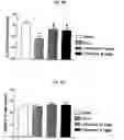 Fig. 07 - Composition for preventing or treating dementia comprising a hydroxycinnamic acid derivative or an extract of a plant of genus Angelicae containing same