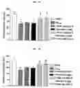 Fig. 08 - Composition for preventing or treating dementia comprising a hydroxycinnamic acid derivative or an extract of a plant of genus Angelicae containing same