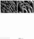 Fig. 13 - Fibrillar apparatus and methods for making it